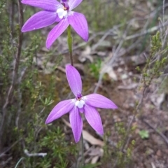 Glossodia major (Wax Lip Orchid) at Theodore, ACT - 19 Sep 2020 by VeraKurz