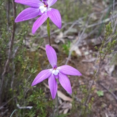 Glossodia major (Wax Lip Orchid) at Theodore, ACT - 19 Sep 2020 by VeraKurz