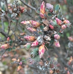 Brachyloma daphnoides (Daphne Heath) at Majura, ACT - 12 Aug 2020 by JaneR