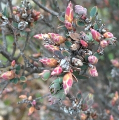 Brachyloma daphnoides (Daphne Heath) at Mount Ainslie - 12 Aug 2020 by JaneR