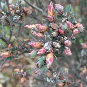 Brachyloma daphnoides at Majura, ACT - 12 Aug 2020