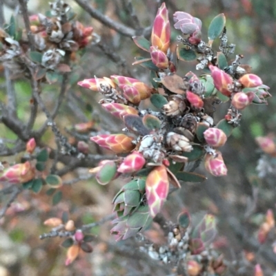 Brachyloma daphnoides (Daphne Heath) at Mount Ainslie - 12 Aug 2020 by JaneR