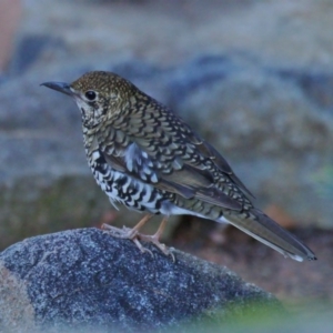 Zoothera lunulata at Stromlo, ACT - 16 May 2018