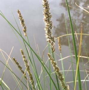 Carex appressa at Hackett, ACT - 17 Sep 2020 03:40 PM