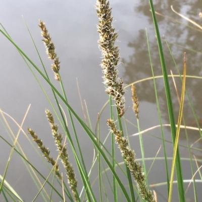 Carex appressa (Tall Sedge) at Mount Majura - 17 Sep 2020 by JaneR