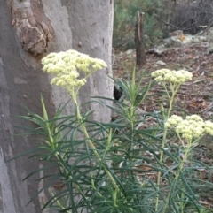 Cassinia longifolia (Shiny Cassinia, Cauliflower Bush) at Majura, ACT - 20 Jul 2020 by JaneR