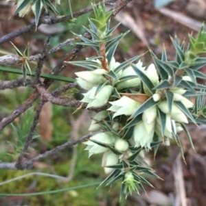 Melichrus urceolatus at Majura, ACT - 12 Aug 2020