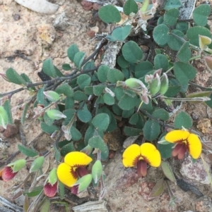 Bossiaea prostrata at Majura, ACT - 19 Sep 2020 01:37 PM