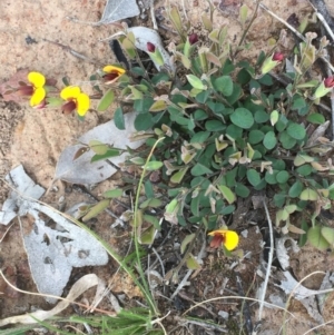 Bossiaea prostrata at Majura, ACT - 19 Sep 2020 01:37 PM