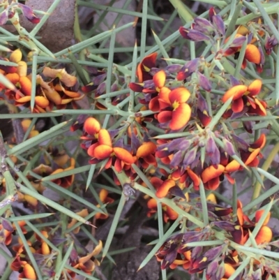 Daviesia genistifolia (Broom Bitter Pea) at Mount Ainslie - 18 Sep 2020 by JaneR