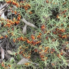Daviesia genistifolia at Majura, ACT - 18 Sep 2020