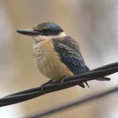 Todiramphus sanctus (Sacred Kingfisher) at Wanniassa, ACT - 8 Feb 2020 by billbob