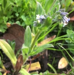 Myosotis discolor (Forget-me-not) at Majura, ACT - 18 Sep 2020 by JaneR