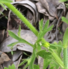 Ranunculus pumilio var. pumilio at Majura, ACT - 18 Sep 2020