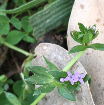 Sherardia arvensis (Field Madder) at Majura, ACT - 19 Sep 2020 by JaneR