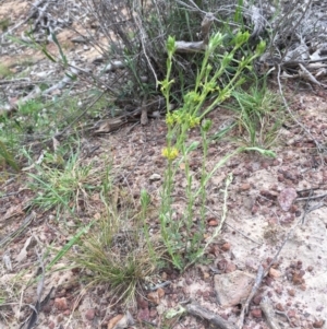 Pimelea curviflora at Majura, ACT - 18 Sep 2020