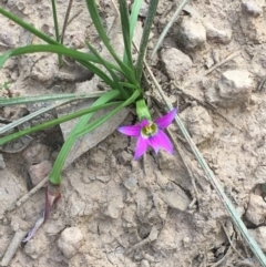 Romulea rosea var. australis (Onion Grass) at Mount Ainslie - 19 Sep 2020 by JaneR