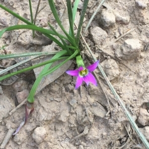 Romulea rosea var. australis at Majura, ACT - 19 Sep 2020