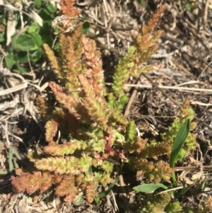 Crassula sieberiana at Corrowong, NSW - 14 Sep 2020