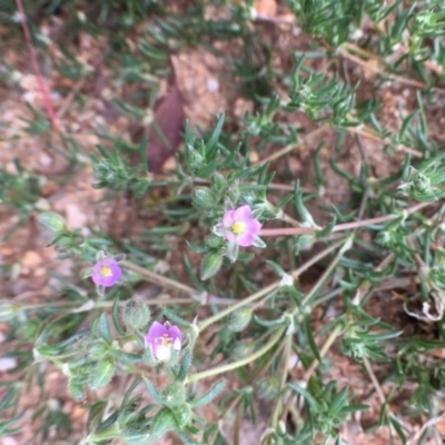 Spergularia rubra (Sandspurrey) at Black Flat at Corrowong - 19 Sep 2020 by BlackFlat