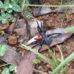 Missulena occatoria (Red-headed Mouse Spider) at The Pinnacle - 20 Sep 2020 by sangio7