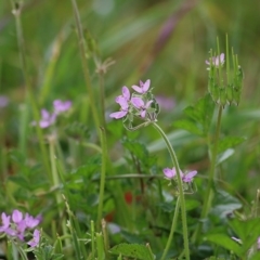 Erodium sp. (A Storksbill) at Wodonga - 20 Sep 2020 by Kyliegw