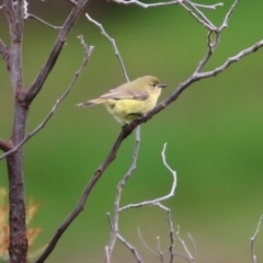 Acanthiza nana (Yellow Thornbill) at Wodonga - 20 Sep 2020 by KylieWaldon