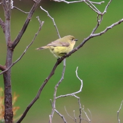 Acanthiza nana (Yellow Thornbill) at Wodonga, VIC - 20 Sep 2020 by KylieWaldon