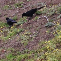 Corcorax melanorhamphos (White-winged Chough) at Wodonga, VIC - 20 Sep 2020 by KylieWaldon