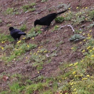 Corcorax melanorhamphos (White-winged Chough) at Wodonga - 20 Sep 2020 by KylieWaldon