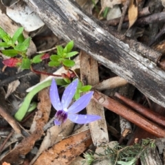 Cyanicula caerulea (Blue Fingers, Blue Fairies) at Majura, ACT - 18 Sep 2020 by Yumiko2020