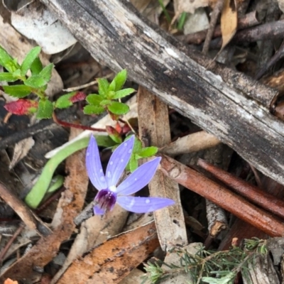 Cyanicula caerulea (Blue Fingers, Blue Fairies) at Majura, ACT - 18 Sep 2020 by Yumiko2020