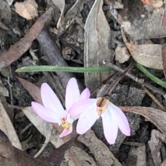 Caladenia fuscata (Dusky Fingers) at Bruce, ACT - 19 Sep 2020 by Yumiko2020