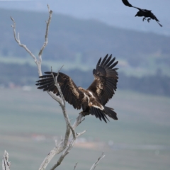 Aquila audax (Wedge-tailed Eagle) at Majura, ACT - 19 Sep 2020 by jb2602