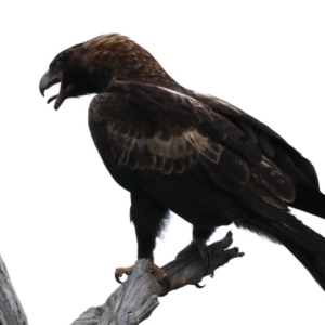 Aquila audax at Majura, ACT - suppressed