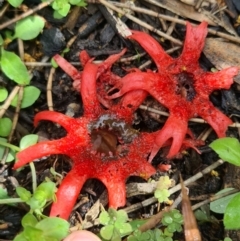 Aseroe rubra (Anemone Stinkhorn) at Coomee Nulunga Cultural Walking Track - 19 Sep 2020 by gem.ingpen@gmail.com