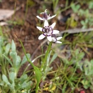 Wurmbea dioica subsp. dioica at Hughes, ACT - 20 Sep 2020