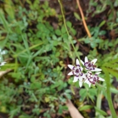 Wurmbea dioica subsp. dioica at Hughes, ACT - 20 Sep 2020