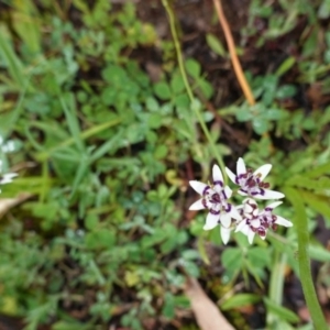 Wurmbea dioica subsp. dioica at Hughes, ACT - 20 Sep 2020