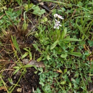 Wurmbea dioica subsp. dioica at Hughes, ACT - 20 Sep 2020