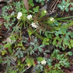 Asperula conferta (Common Woodruff) at Hughes, ACT - 20 Sep 2020 by JackyF