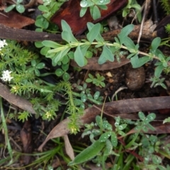 Asperula conferta at Hughes, ACT - 20 Sep 2020