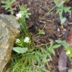 Asperula conferta at Hughes, ACT - 20 Sep 2020