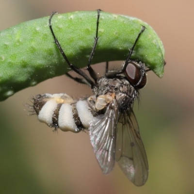 Entomophthora sp. (genus) (Puppeteer Fungus) at Acton, ACT - 11 Sep 2020 by Tim L