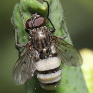 Entomophthora sp. (genus) at Acton, ACT - 11 Sep 2020