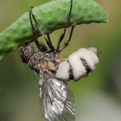 Entomophthora sp. (genus) (Puppeteer Fungus) at Acton, ACT - 11 Sep 2020 by Tim L