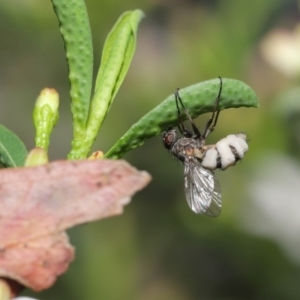 Entomophthora sp. (genus) at Acton, ACT - 11 Sep 2020