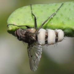 Entomophthora sp. (genus) (Puppeteer Fungus) at ANBG - 11 Sep 2020 by Tim L