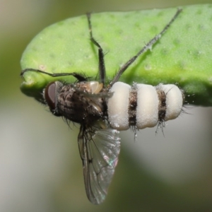 Entomophthora sp. (genus) at Acton, ACT - 11 Sep 2020