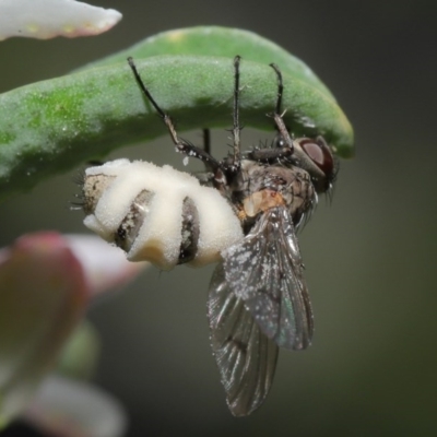 Entomophthora sp. (genus) (Puppeteer Fungus) at ANBG - 11 Sep 2020 by Tim L